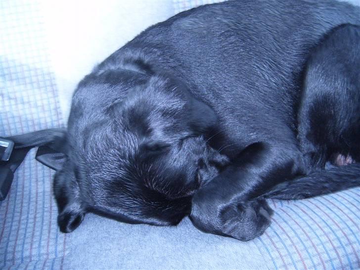 Labrador retriever Anton Skjødt - Jeg tar lige en lur.. billede 4