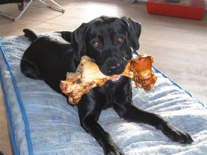 Labrador retriever Anton Skjødt - Bare jeg havde fødselsdag lidt oftere billede 5