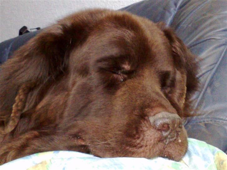 Newfoundlænder Anton  R.I.P. billede 15