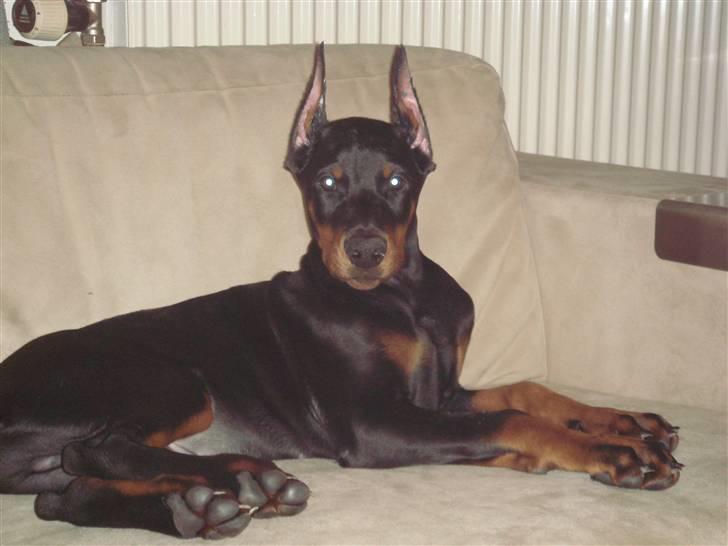 Dobermann E'Hiram Elite House - Min sofa!!! billede 4