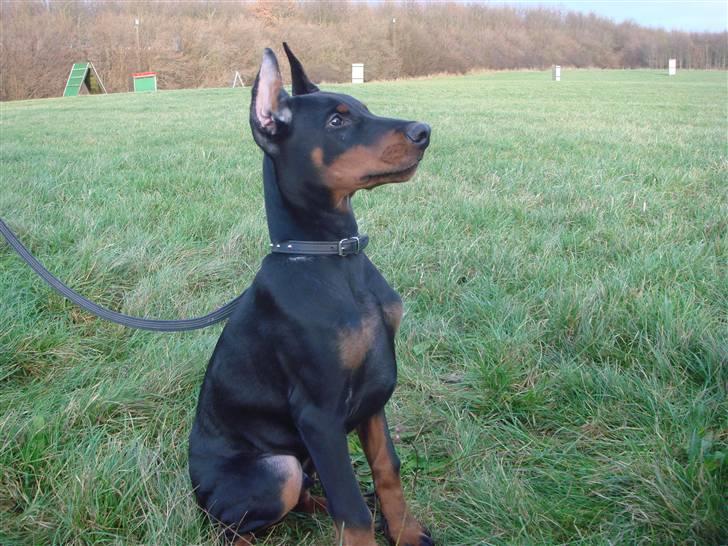 Dobermann E'Hiram Elite House - Skal vi lave noget eller??? billede 5