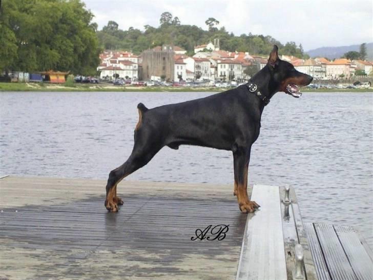 Dobermann E'Hiram Elite House - Min stolte far!! billede 6