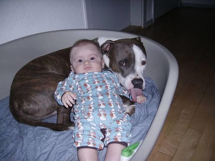 Amerikansk staffordshire terrier Hector billede 20