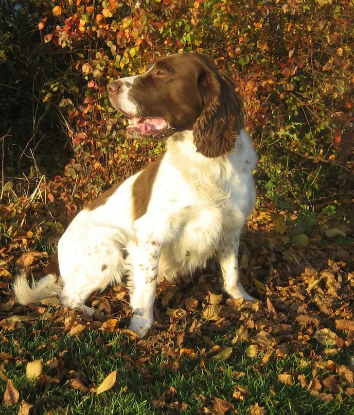 Engelsk springer spaniel Oscar  31.01.1999 - 08.02.2013 - På tur i det skønne efterårsvejr 23. oktober 2008 billede 16