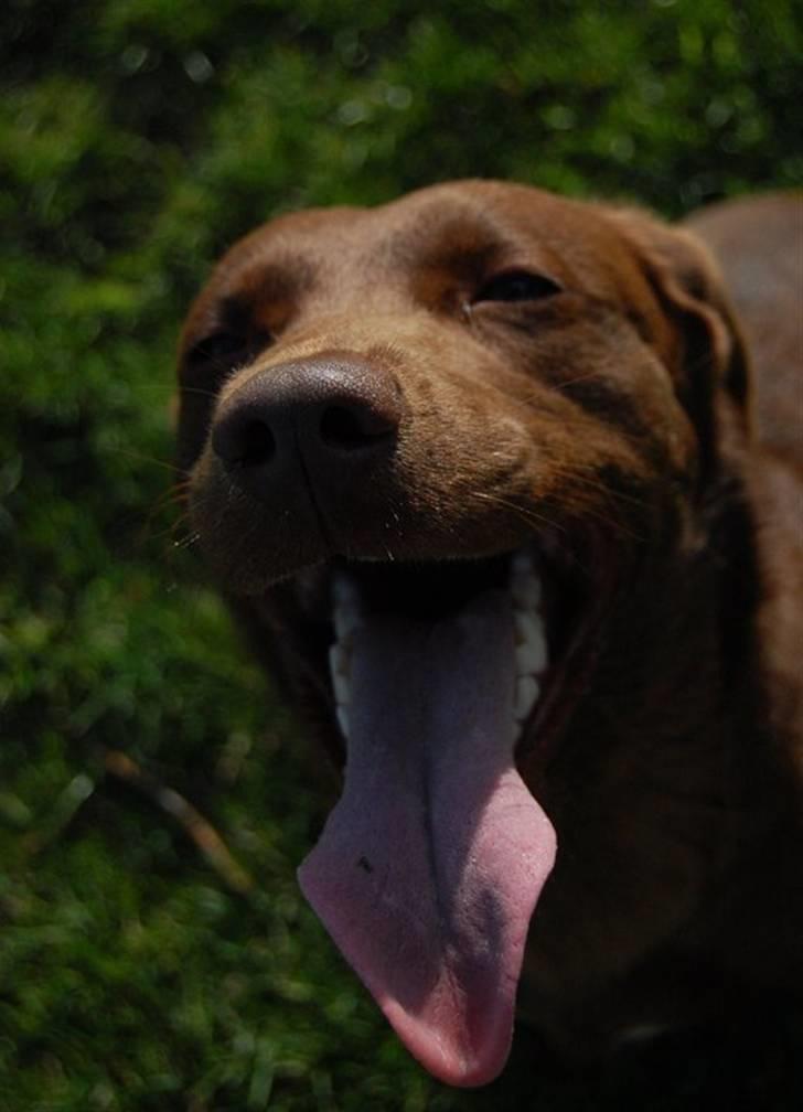 Blanding af racer Bertha billede 1