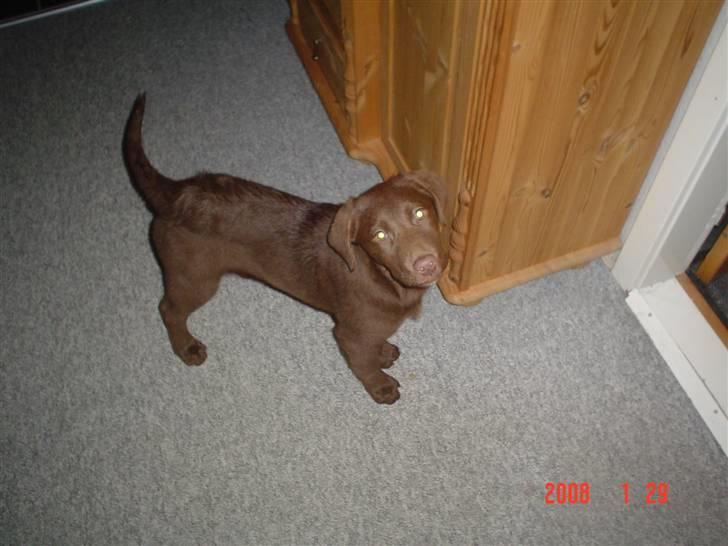 Blanding af racer Bertha billede 2