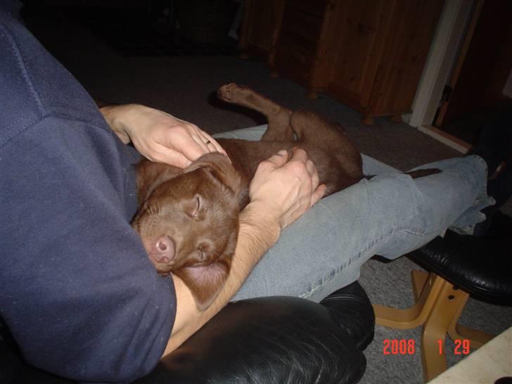 Blanding af racer Bertha billede 3