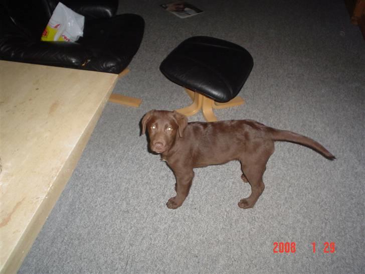 Blanding af racer Bertha billede 4