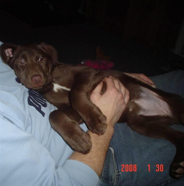 Blanding af racer Bertha billede 5