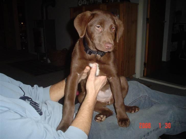 Blanding af racer Bertha billede 6