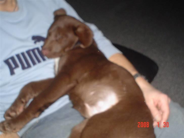 Blanding af racer Bertha billede 7