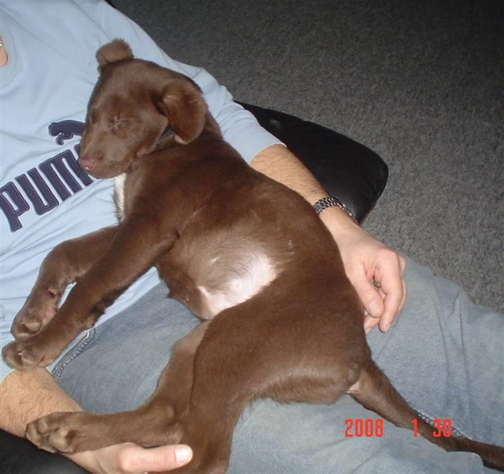 Blanding af racer Bertha billede 8