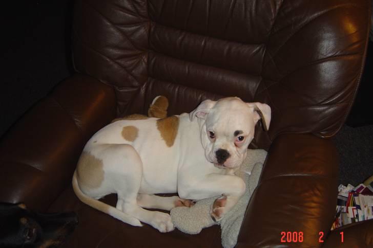 Amerikansk bulldog tikka billede 1