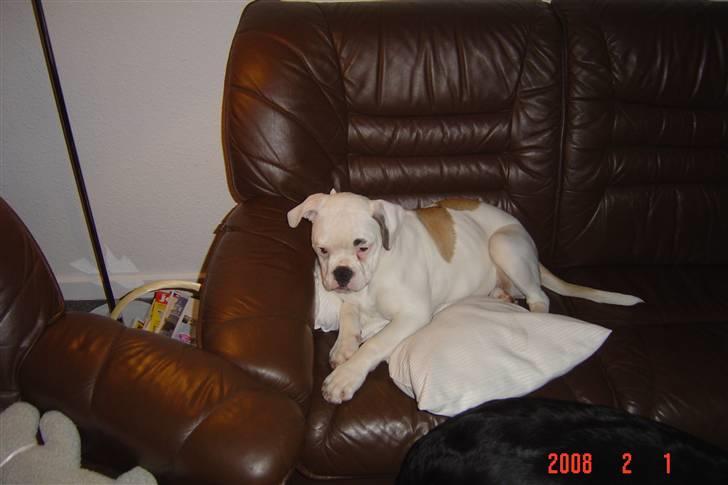 Amerikansk bulldog tikka billede 2