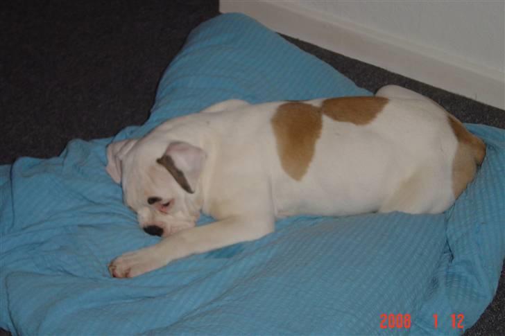 Amerikansk bulldog tikka billede 3