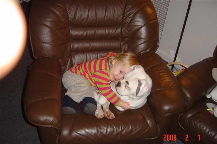 Amerikansk bulldog tikka billede 4