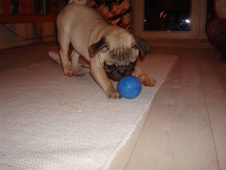Mops Perle billede 17