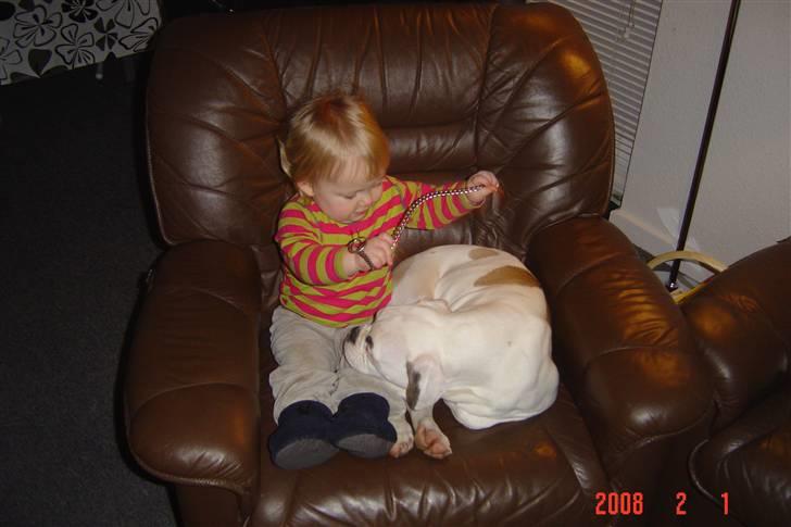 Amerikansk bulldog tikka billede 5