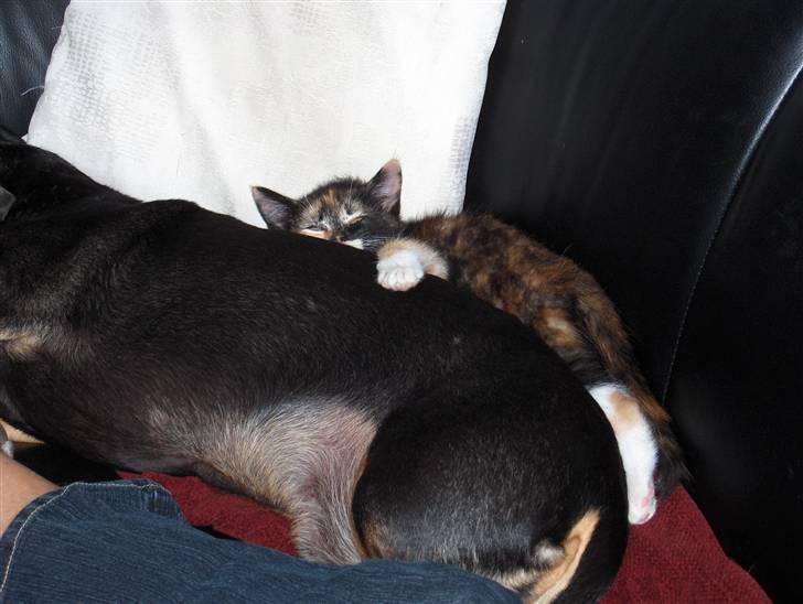 Gravhund Møffe - Her er jeg min bedste ven Sif, hun savner mig det ved jeg. billede 2