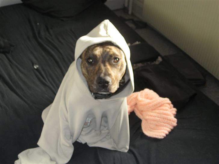 Amerikansk staffordshire terrier Nala - I am a ganster.. billede 1