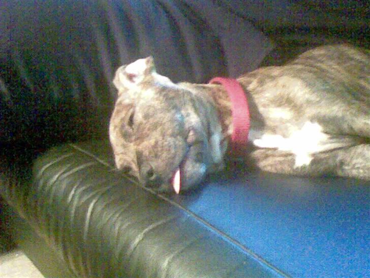 Amerikansk staffordshire terrier Nala - Drømmer dybt men om hvad det er ikk til kende. billede 2