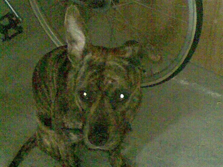 Amerikansk staffordshire terrier Nala - Se mit øre stritter. billede 3