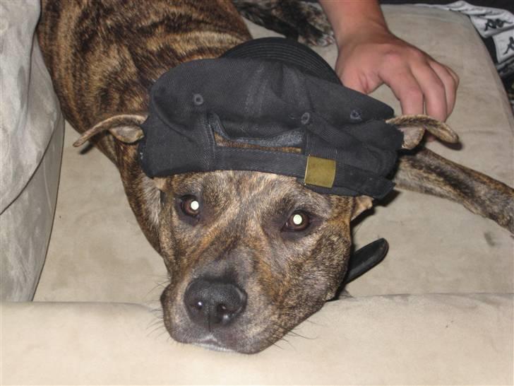 Amerikansk staffordshire terrier Nala - Jeg er sej ikk`. billede 4