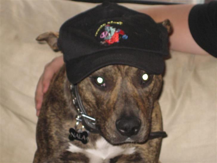 Amerikansk staffordshire terrier Nala - Måtter fucker står der på min hat. billede 5