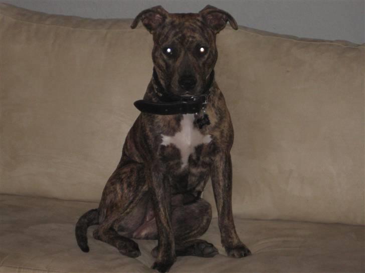 Amerikansk staffordshire terrier Nala - Sidder jeg pænt nu??? billede 6