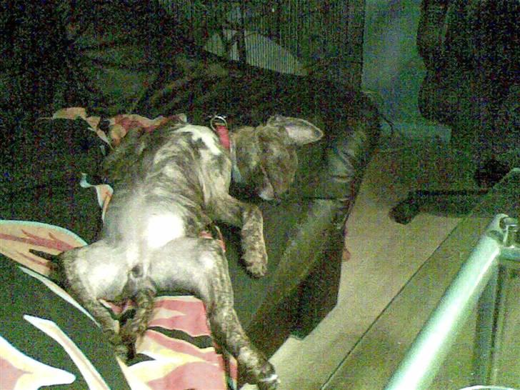 Amerikansk staffordshire terrier Nala - Spiller død. billede 7