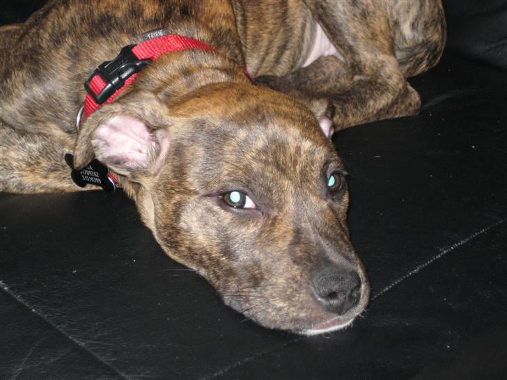 Amerikansk staffordshire terrier Nala - Lidt flov har man da lov til at være... billede 8