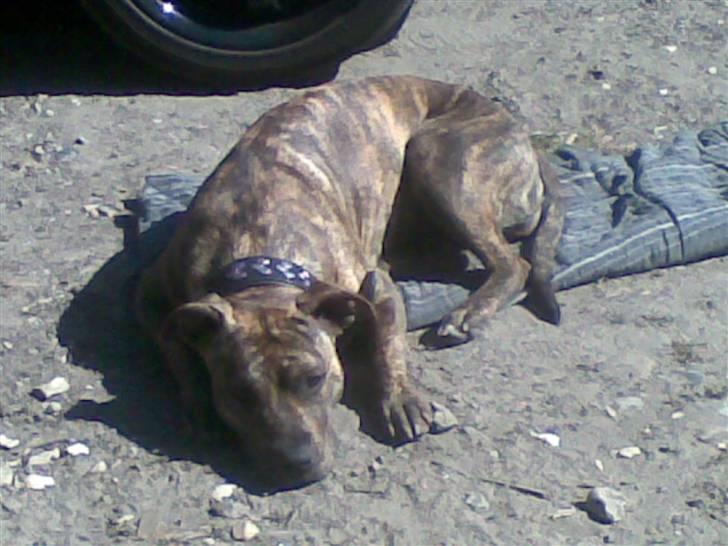 Amerikansk staffordshire terrier Nala - Orh solskind dejligt. billede 9