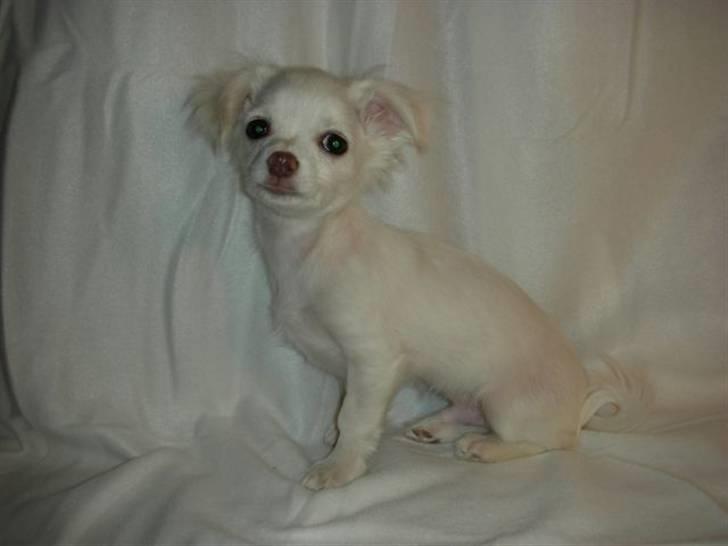 Chihuahua Pinky billede 1