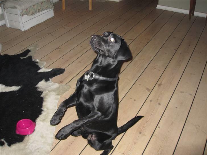 Labrador retriever Luke - fordi han kan mere end din hund!! billede 1