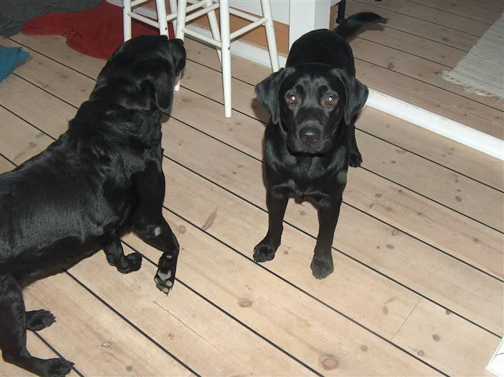 Labrador retriever Luke - fordi han er skøøn! billede 2