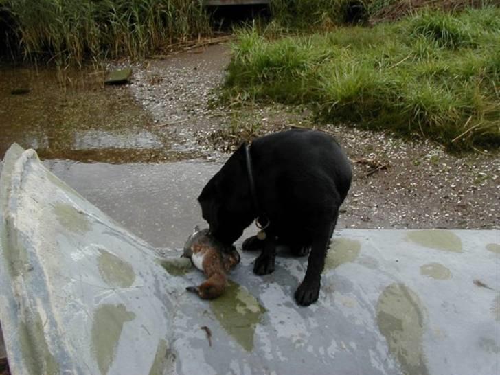 Labrador retriever Luke - første and<3 stolt!! billede 3