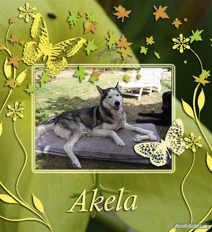 Siberian husky AKELA R.I.P. billede 14