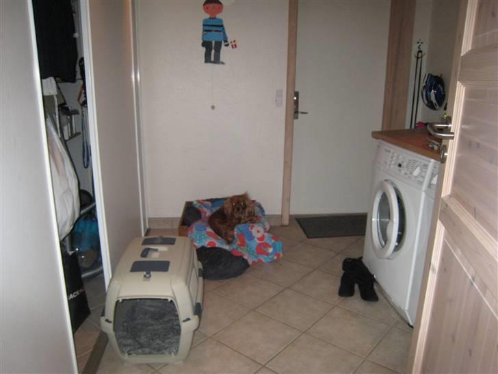 Cavalier king charles spaniel Donna billede 14