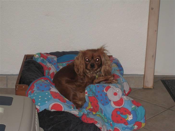 Cavalier king charles spaniel Donna billede 15