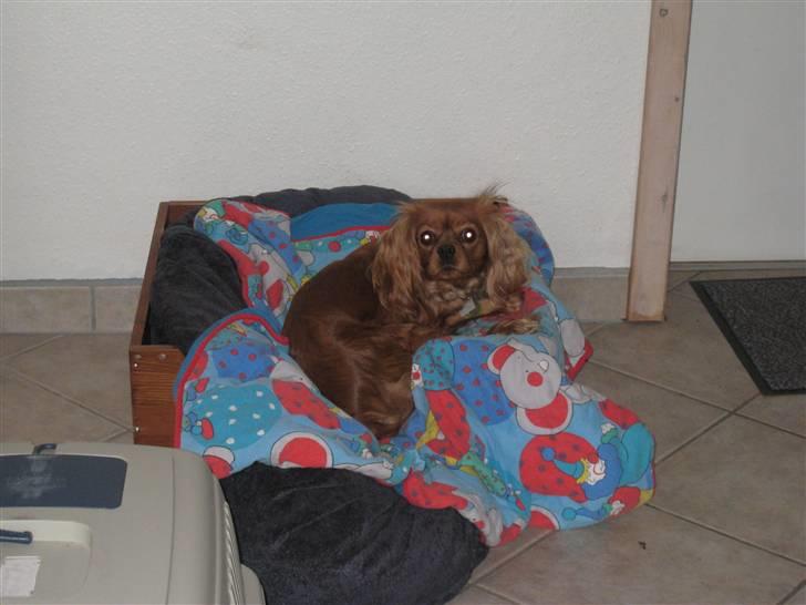 Cavalier king charles spaniel Donna billede 16