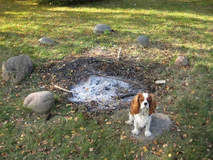 Cavalier king charles spaniel Chester billede 8