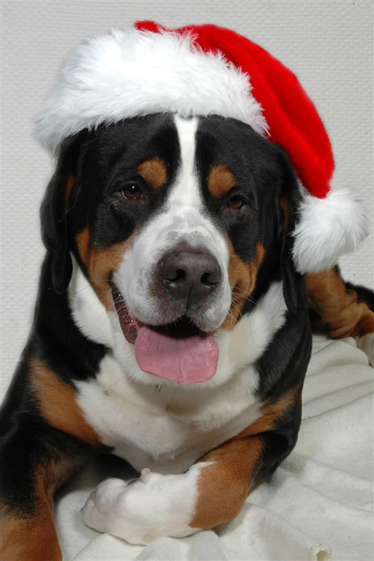 Grosser schweizer sennenhund jaro von steenkamp - julenisse jaro:D billede 17