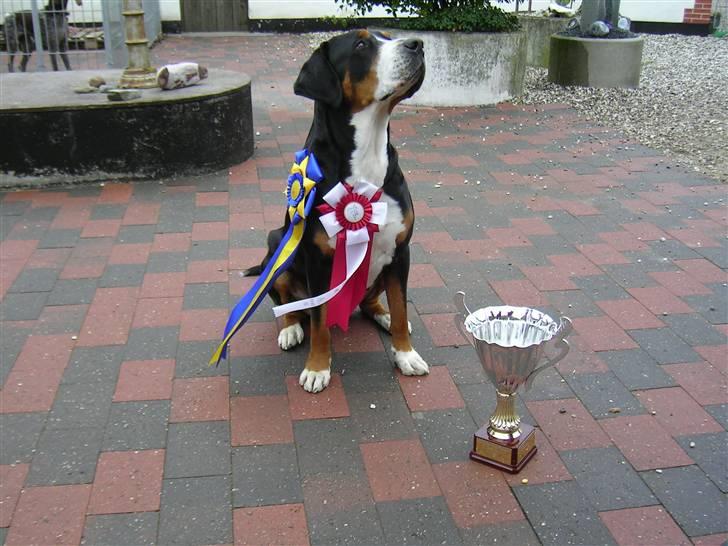 Grosser schweizer sennenhund von pedersen's angelika billede 12