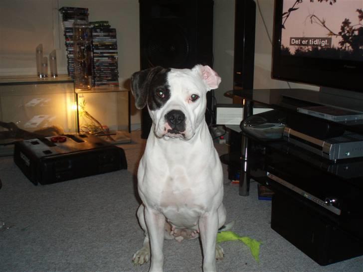 Amerikansk bulldog Fie (Fie-pigen) billede 1