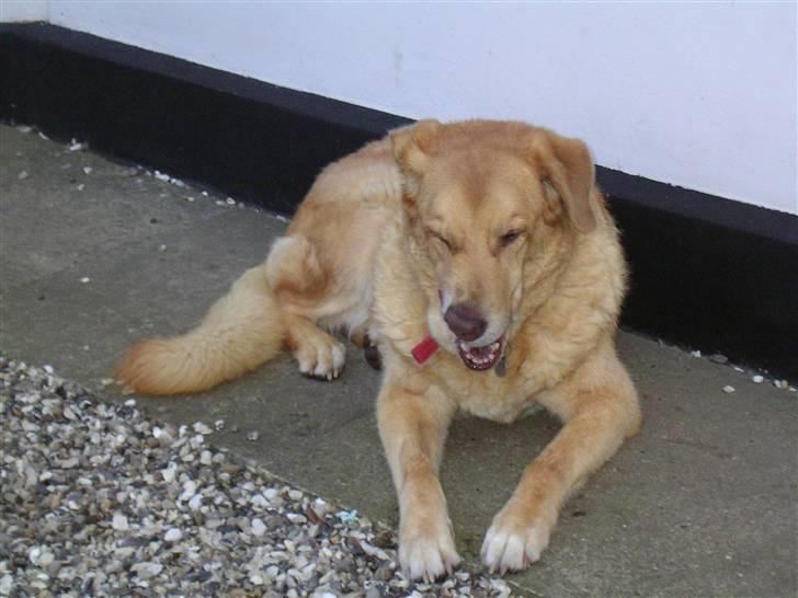 Blanding af racer palle  (Aflivet) - det smagte godt :P billede 3