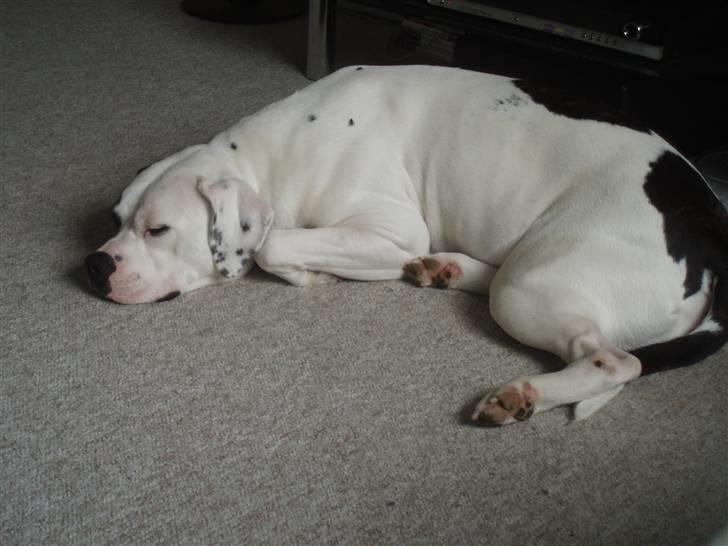 Amerikansk bulldog Fie (Fie-pigen) billede 2