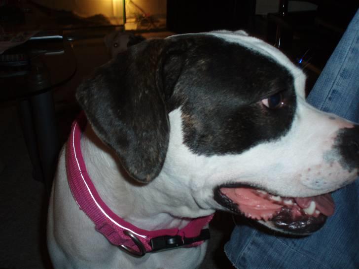 Amerikansk bulldog Fie (Fie-pigen) billede 3