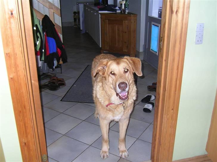 Blanding af racer palle  (Aflivet) - ER DET MIG DU KIGGER PÅ?? billede 4