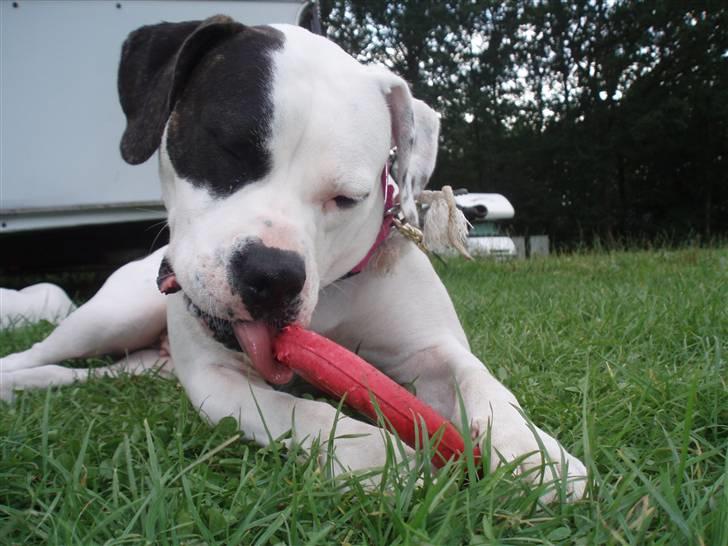 Amerikansk bulldog Fie (Fie-pigen) - åhh den smager godt mums billede 4