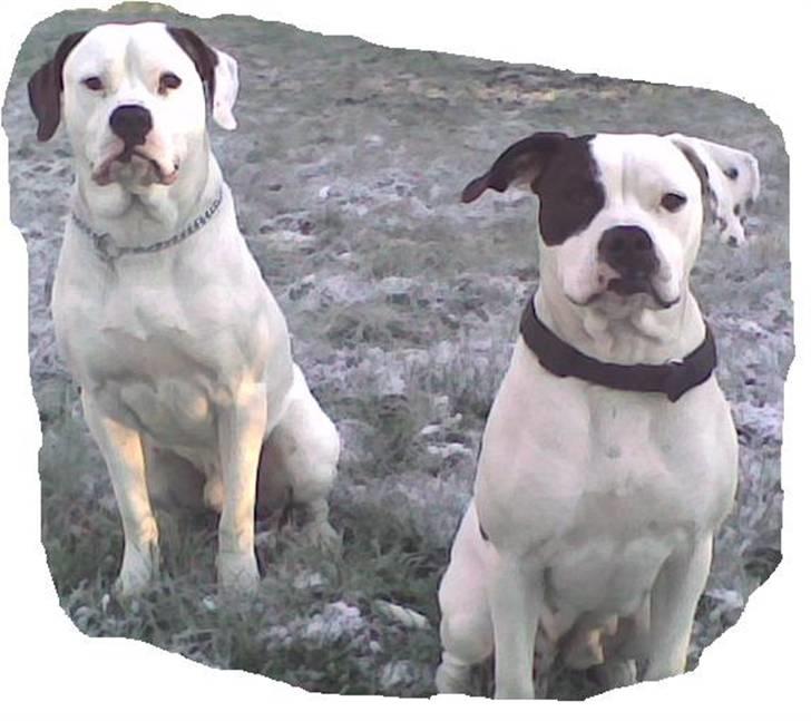 Amerikansk bulldog Fie (Fie-pigen) - Mig og min afdøde bror dumbo billede 5